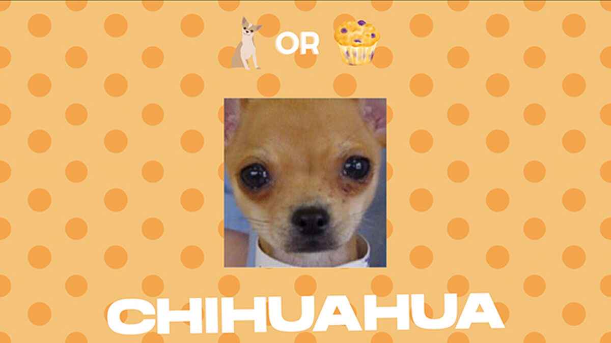 Chihuahua or Muffin - Countdown Video and Game image number null